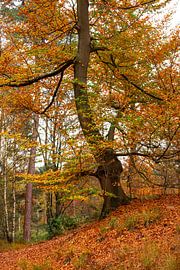A big sturdy Beech tree braves the hill and proudly shows off its beautiful colors. by Els Oomis
