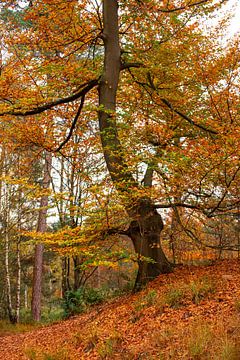 Een grote stoere Beukenboom trotseert de heuvel en pronkt trots met haar mooie kleuren. van Els Oomis
