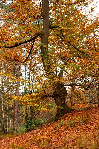 Eine große, robuste Buche trotzt dem Hügel und zeigt stolz ihre schönen Farben. von Els Oomis
