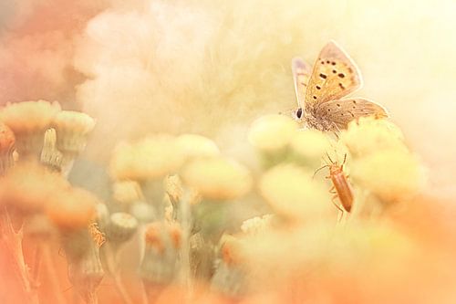 Dreams can come true