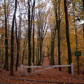 Herfst in het bos von Fatima Maria Mernisi