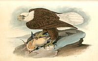 Weißkopfseeadler, John James Audubon von Liszt Collection Miniaturansicht