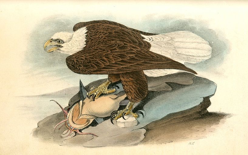 Weißkopfseeadler, John James Audubon von Liszt Collection