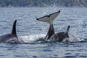 Tails of the orca's sur Menno Schaefer