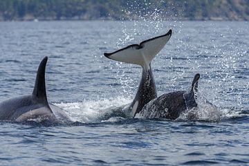 Tails of the orca's