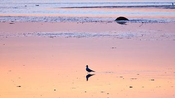 Möwen zum Sonnenuntergang bei Ebbe an der Ostsee von Martin Köbsch