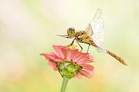 Brick red Heidelibel on flower