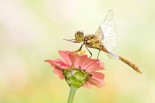 Steenrode Heidelibel op bloem