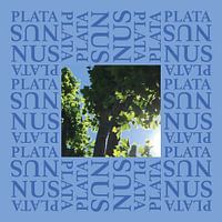 Platanus double blue 3