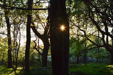 soleil sur sarina de jong