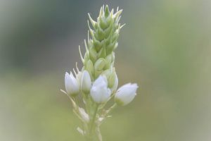 weiße Knospen von Tania Perneel