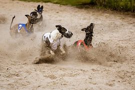 Fang mich, wenn du kannst. von GB73Photography