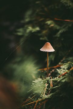 Gevangen in het bos van Patrick Eggers