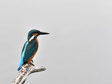Kingfisher on stick by Truus Hagen