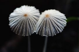 Plooirokje von Hans Heemsbergen