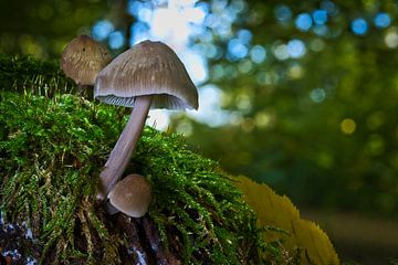 Zicht op paddenstoelen in een holle boom van Andreas Völkel