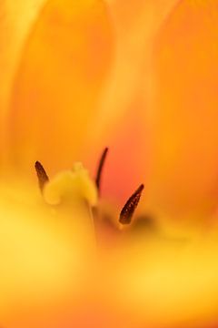 Orange koningsdag tulp van Foto A de Jong