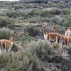 Vicuña vigilante dans les hautes plaines des Andes sur Lex van Doorn