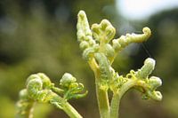 Groene Energie