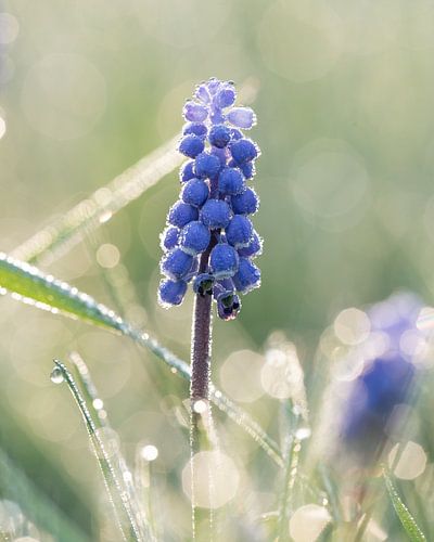 Blue grapes