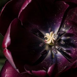 Tulp