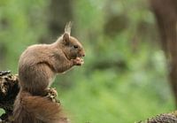 Squirrel on branch
