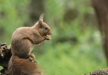 Eichhörnchen auf Zweig