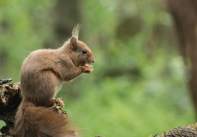 Squirrel on branch by Harm-Jan Tamminga