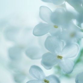 Witte sering in de lente van Veronika Seliverstova