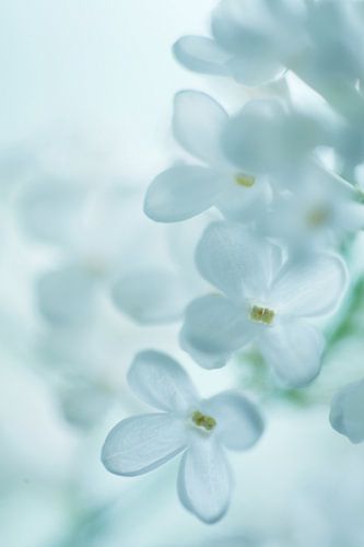 Weißer Flieder im Frühling