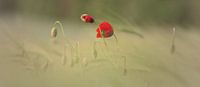 Zerbrechlichkeit der Klatschmohn Blüte von Tanja Riedel Miniaturansicht