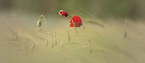 Zerbrechlichkeit der Klatschmohn Blüte