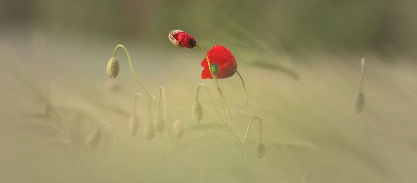 Zerbrechlichkeit der Klatschmohn Blüte von Tanja Riedel