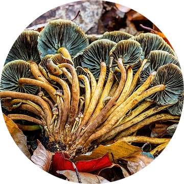 De omgewaaide bundel paddenstoelen...