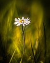 Lonely Daisy by Marcus Lanz thumbnail