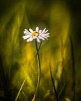 Lonely Daisy