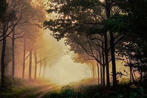 Breda Liesbos im Nebel