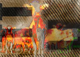 Animals, De koe