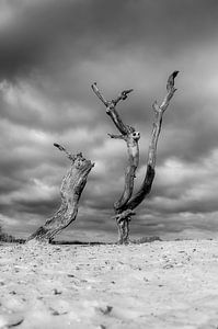L'art mort dans les dunes sur Mark Bolijn