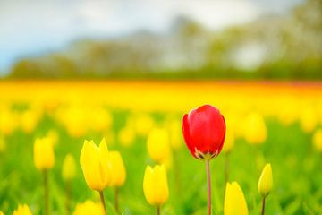 Tulpen in bloei in een veld tijdens de lente