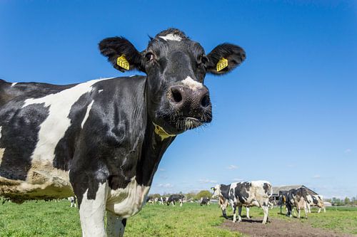Koeien voor het eerst in de wei