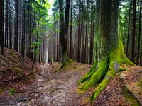 Nationaal Park Sächsische Schweiz - Malerweg in het Elbezandsteengebergte