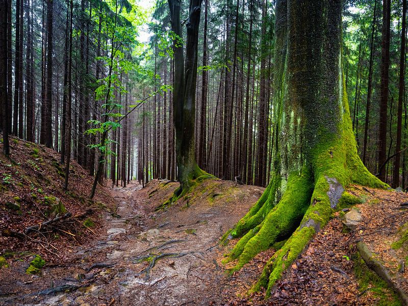 Parc national de la Suisse saxonne - Malerweg dans les montagnes de grès de l'Elbe par Aurica Voss