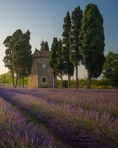 Lavendelveld, cipressen en kerk. Bolgheri