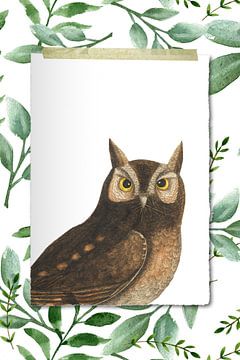 Drawings of Owls by Marja van den Hurk