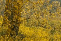 Des fleurs jaunes à profusion