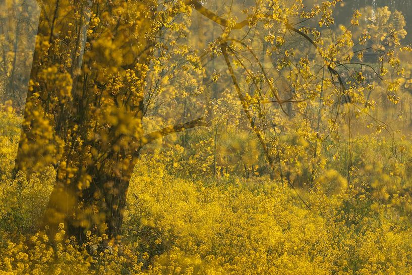 Yellow flowers galore by Nature Laurie Fotografie