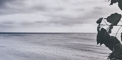 Polen in de zomer - strand van het schiereiland Hel bij eb