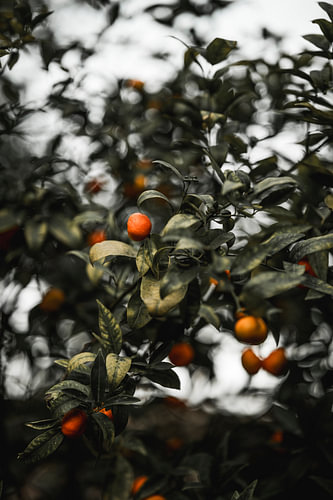 Mandarijnboom met Rijpe Vruchten in Sfeervol Groen