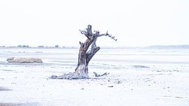 Tree in salt pans in The Gambia, in soft shades of blue by Yvon van der Laan
